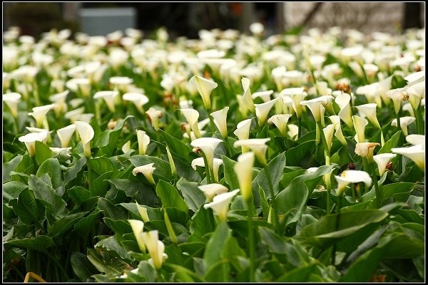 2016.04.18 陽明山 ‧ 頂湖海芋