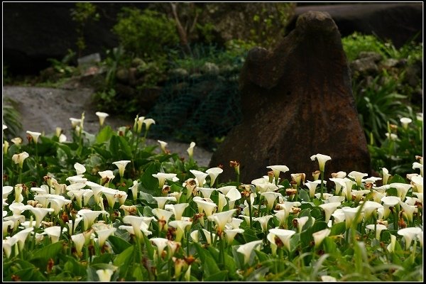 2016.04.18 陽明山 ‧ 頂湖海芋