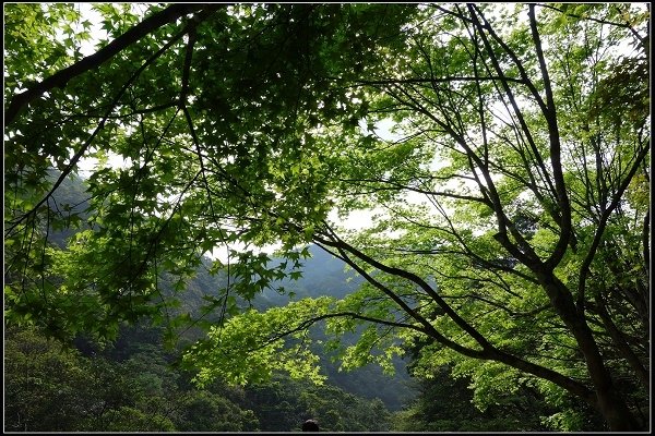 2016.04.05 三峽滿月圓森林遊樂區