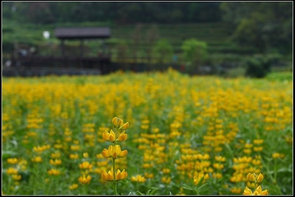 2016.03.26 木柵貓空‧魯冰花