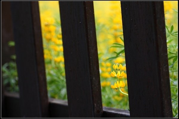 2016.03.26 木柵貓空‧魯冰花