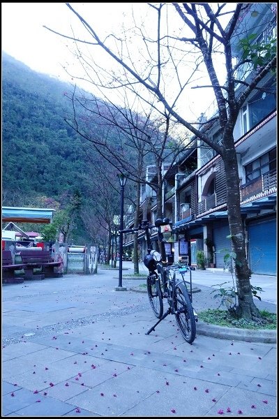 2016.02.17【單車遊記】烏來櫻花初綻