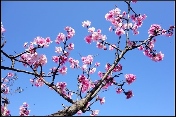 2016.02.17【單車遊記】烏來櫻花初綻