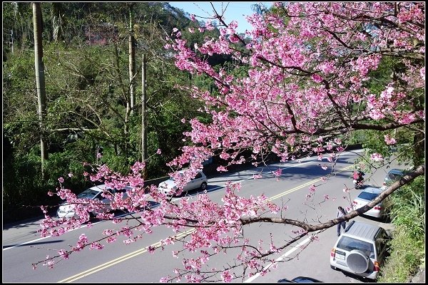 2016.02.17【單車遊記】烏來櫻花初綻