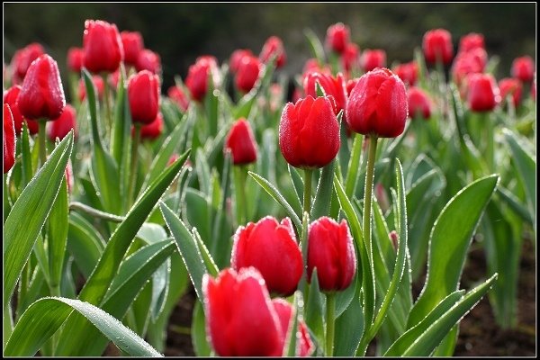 2016.01.10 桃源仙谷‧鬱金香花海