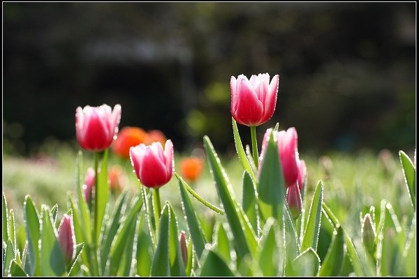 2016.01.10 桃源仙谷‧鬱金香花海