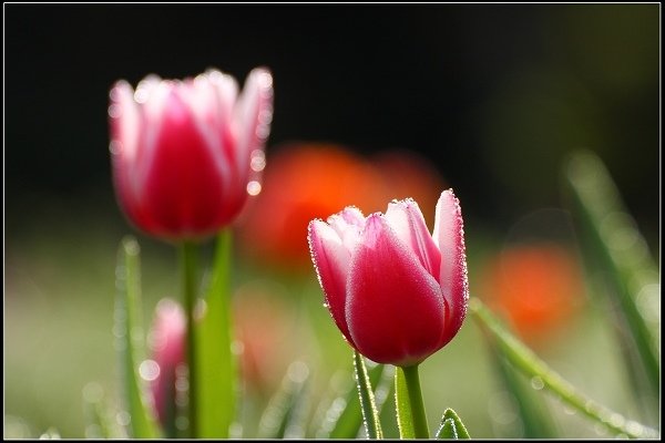 2016.01.10 桃源仙谷‧鬱金香花海