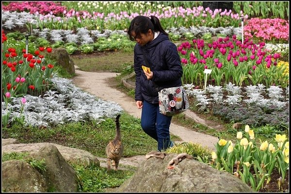 2016.01.10 桃源仙谷‧鬱金香花海