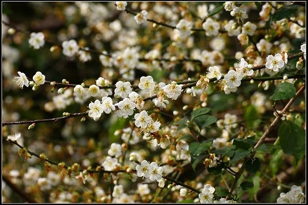 2016.01.10 桃源仙谷‧鬱金香花海