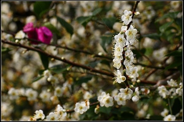 2016.01.10 桃源仙谷‧鬱金香花海