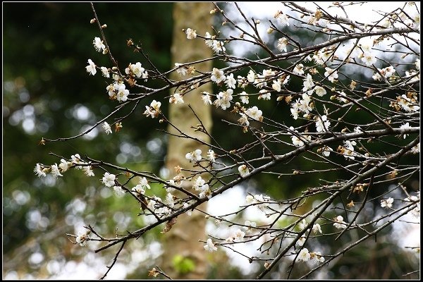 2016.01.10 桃源仙谷‧鬱金香花海