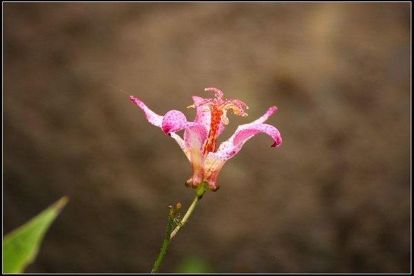 2016.01.10 桃源仙谷‧鬱金香花海