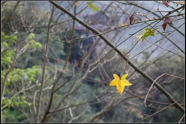 2016.01.01 大溪老茶廠 &amp; 花岩山林花園餐廳