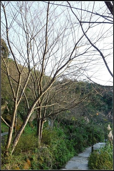 2016.01.01 大溪老茶廠 &amp; 花岩山林花園餐廳