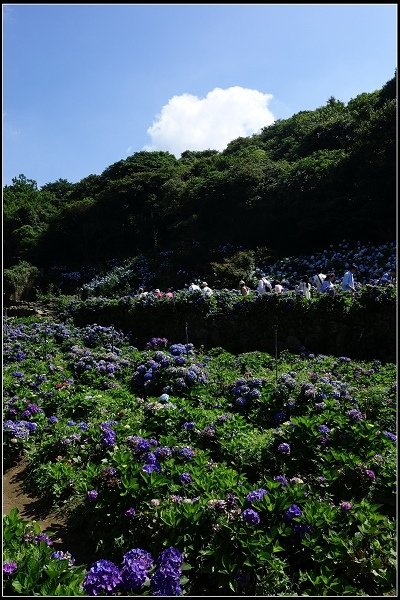 2015.06.13 陽明山&amp;水車寮繡球花