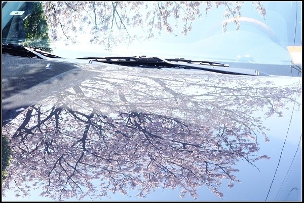 2015.03.29【單車遊記】浪漫花田海芋之旅