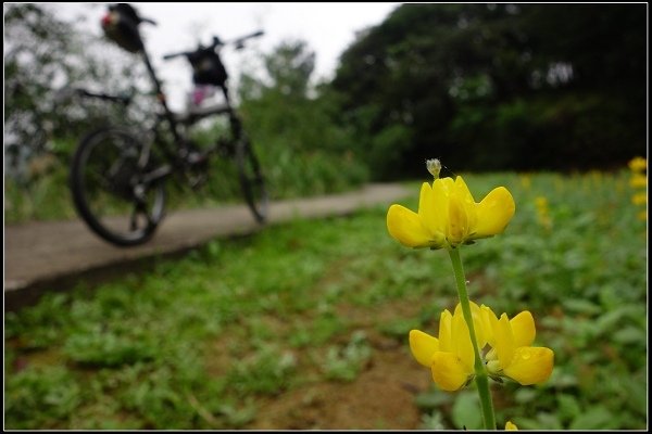 2015.03.22【單車遊記】花現貓空‧幽然祕徑尋魯冰