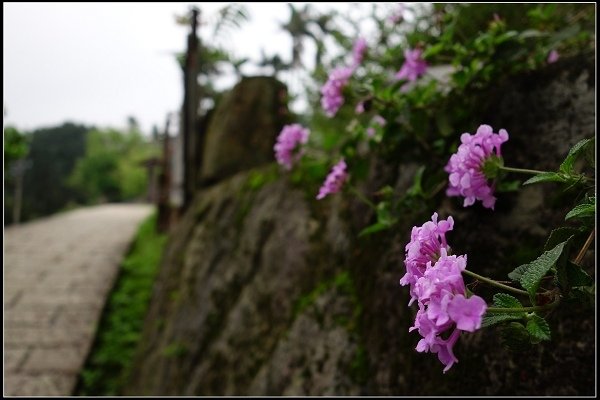 2015.03.22【單車遊記】花現貓空‧幽然祕徑尋魯冰