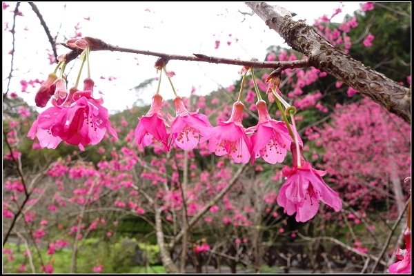 2015.02.01【單車遊記】烏來‧櫻之旅