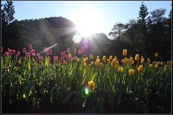 2015.01.24 桃源仙谷‧鬱金香花海