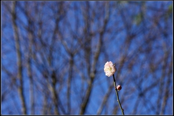 2015.01.24 桃源仙谷‧鬱金香花海