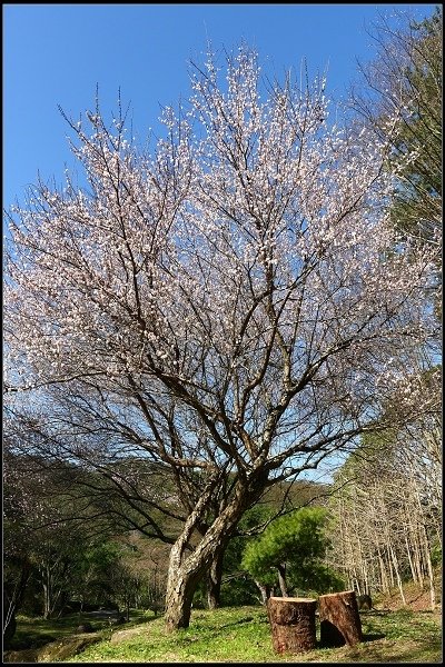 2015.01.24 桃源仙谷‧鬱金香花海