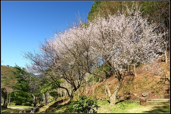 2015.01.24 桃源仙谷‧鬱金香花海