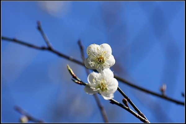 2015.01.10 角板山‧梅之饗宴