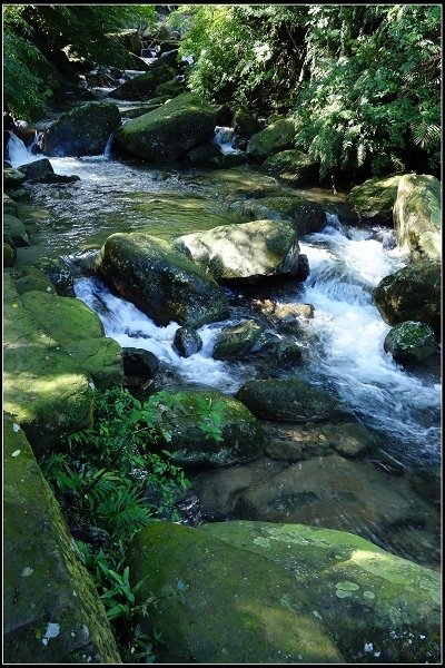 2014.11.22 草嶺古道賞秋芒