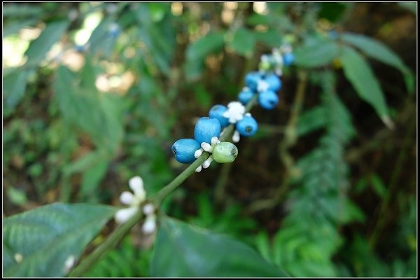 2014.11.22 草嶺古道賞秋芒