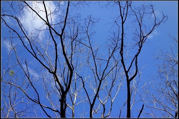 2014.11.22 草嶺古道賞秋芒