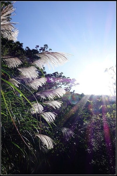 2014.11.22 草嶺古道賞秋芒