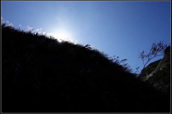 2014.11.22 草嶺古道賞秋芒