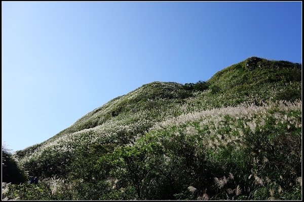 2014.11.22 草嶺古道賞秋芒