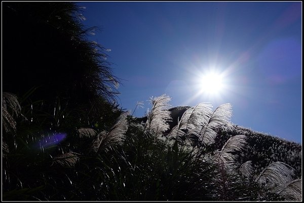 2014.11.22 草嶺古道賞秋芒