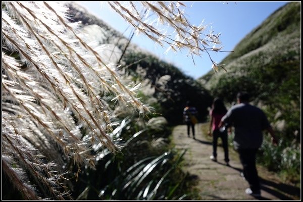 2014.11.22 草嶺古道賞秋芒