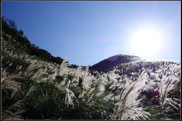 2014.11.22 草嶺古道賞秋芒