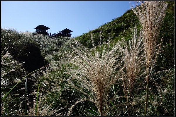 2014.11.22 草嶺古道賞秋芒