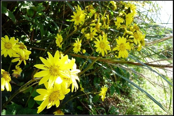 2014.11.22 草嶺古道賞秋芒