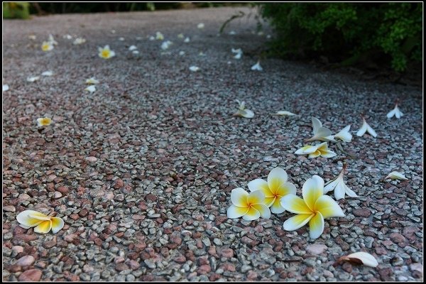 2014.07.28 五天四夜 花蓮遊縱(三)(雲山水、禾田