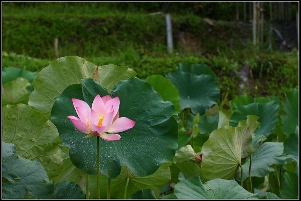 2014.06.22 雙溪‧荷