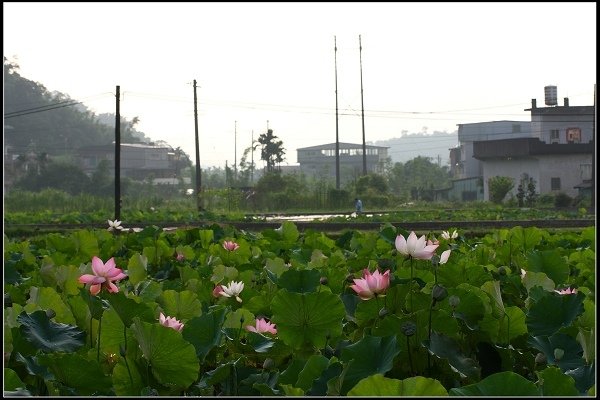 2014.06.22 雙溪‧荷