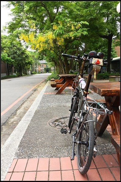 2014.06.15【單車遊記】拜訪城市中的黃金雨