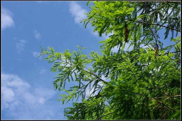 2014.06.02 悠遊宜蘭【伯朗咖啡館、花泉農場、勝洋水