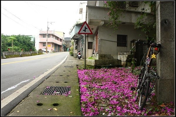 2014.05.18【單車遊記】三芝牧蜂農場‧探尋金色花海