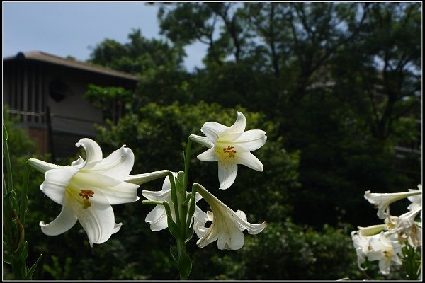 2014.05.18【單車遊記】三芝牧蜂農場‧探尋金色花海