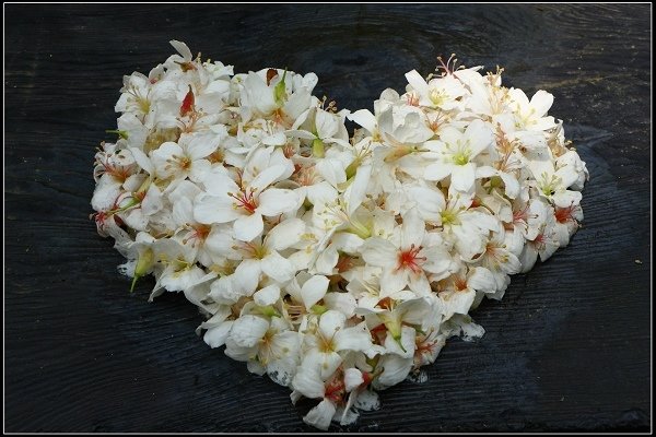 2014.04.26 北海岸賞花(三芝油桐花、麟山鼻百合花)