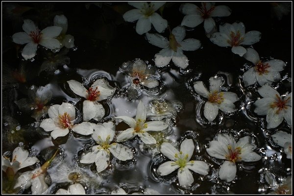 2014.04.26 北海岸賞花(三芝油桐花、麟山鼻百合花)