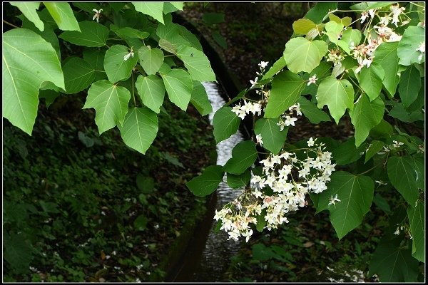 2014.04.26 北海岸賞花(三芝油桐花、麟山鼻百合花)