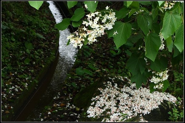 2014.04.26 北海岸賞花(三芝油桐花、麟山鼻百合花)